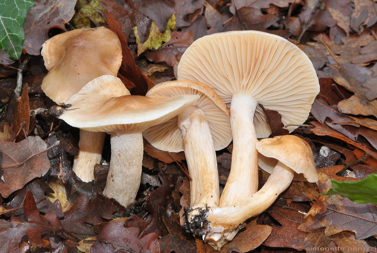 Escursione del tardo autunno nelle colline chiantigiane